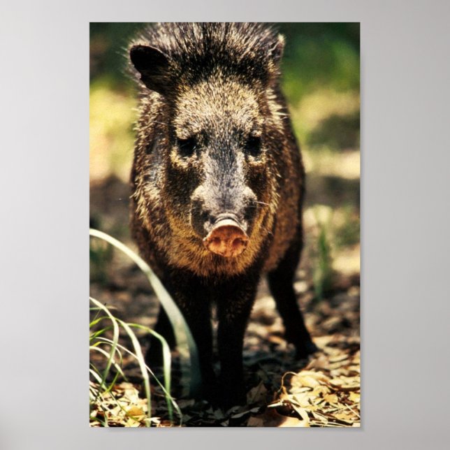 Javelina Poster (Vorne)