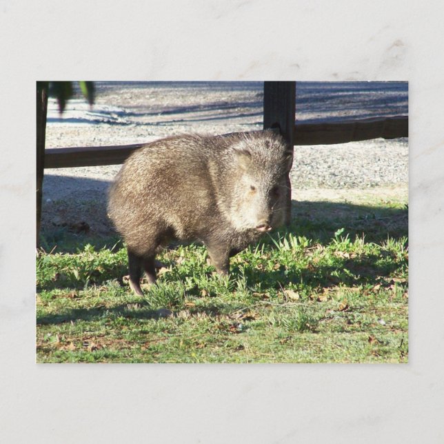Javelina Postkarte (Vorderseite)