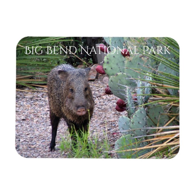 Javelina, Prickly Birne, Big Bend Nationalpark Magnet (Horizontal)