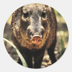Javelina Runder Aufkleber