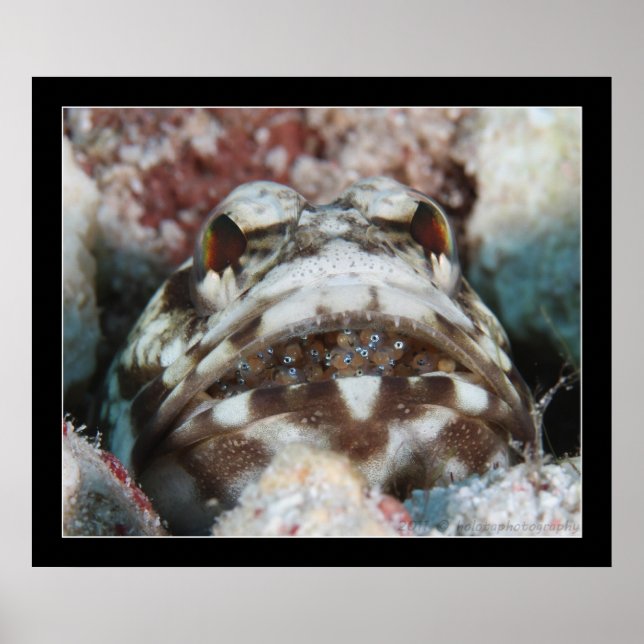 Jawfish mit Eiern Poster (Vorne)
