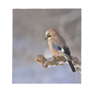 Jay Bird im Winter Notizblock