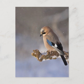 Jay Bird im Winter Postkarte