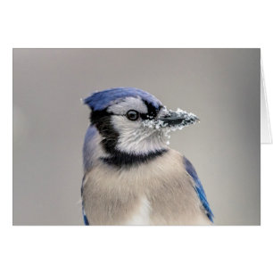 Jay bleu avec neige sur son bec