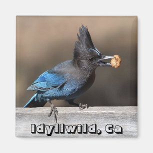 Jay de Steller avec Aimant d'arachide Idyllwild, C