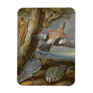 Jay, grüner Specht, Tauben und Redstart, c.165 Magnet