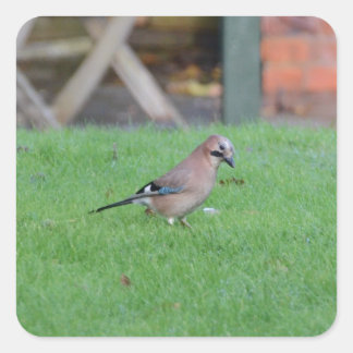 Jay Quadratischer Aufkleber