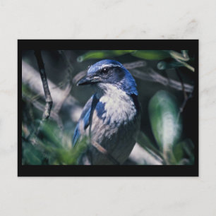 Jay, Western Postkarte