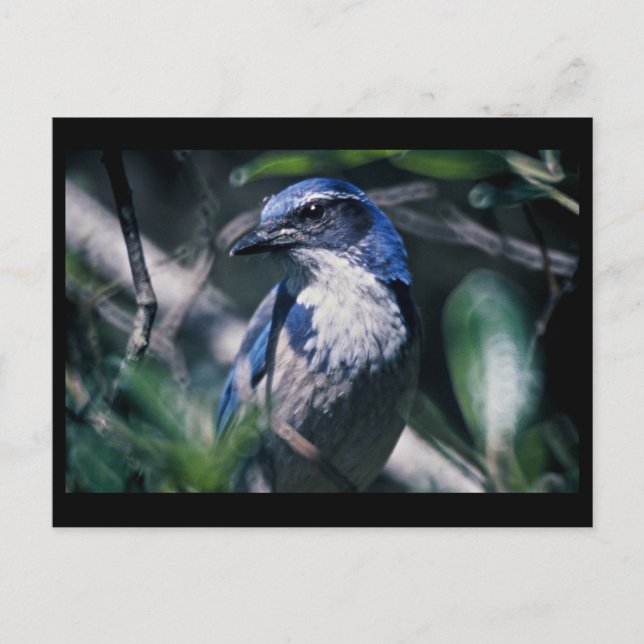 Jay, Western Postkarte (Vorderseite)