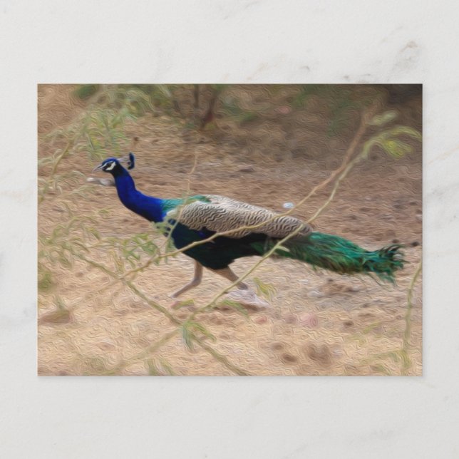 Jaywalking Peacock Postkarte (Vorderseite)