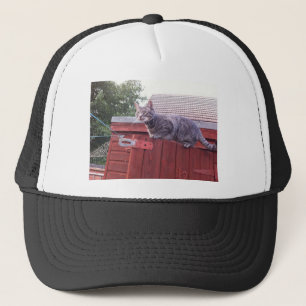 JD le casquette de chat