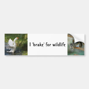 Je freine pour la faune Sticker pare-chocs d'écur