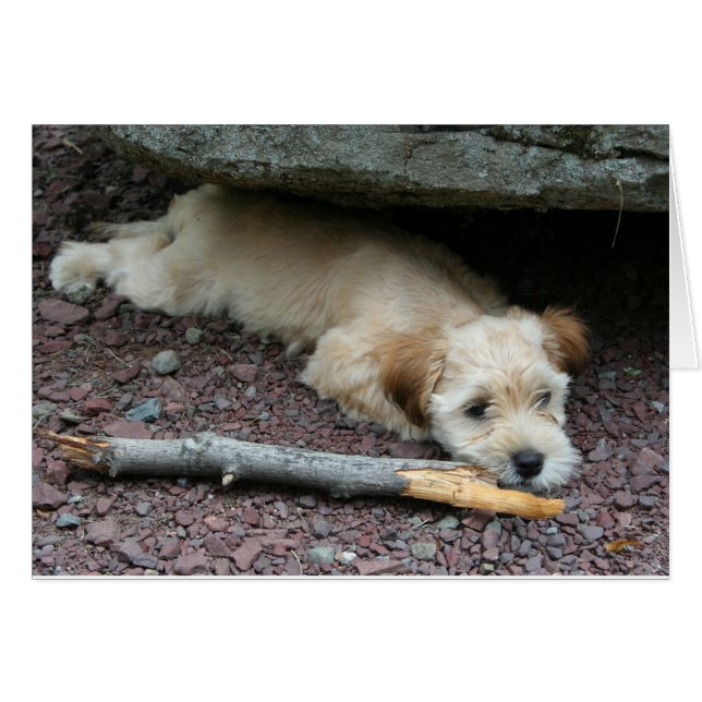 Je peux vous aider à carder (Devant horizontal)