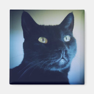 Je suis aimant de chat
