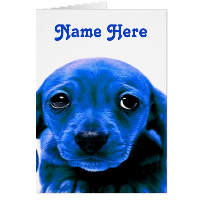 Je suis désolé, les yeux de chien coquelicot bleu  (Devant)