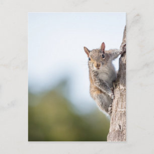 Je Vous Regarde ! Carte postale écureuil