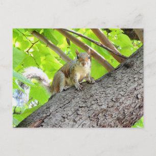 Je Vous Vois Carte Postale Squirrel