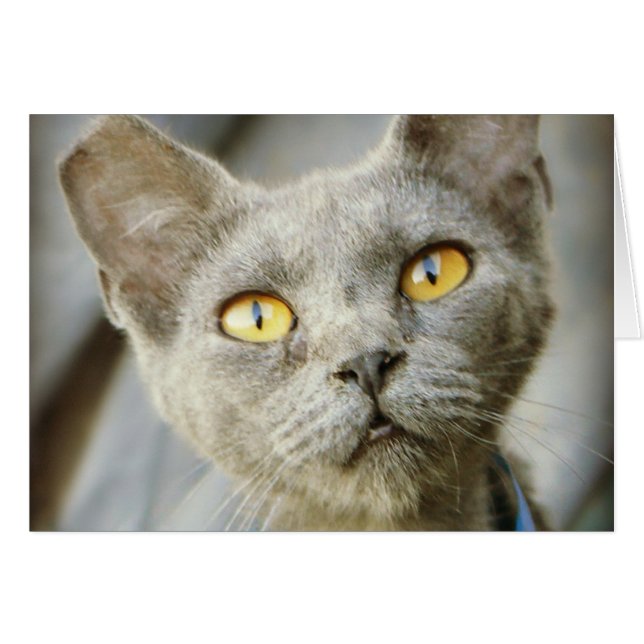 Jean Gray von letzter Hoffnung (Vorderseite (Horizontal))