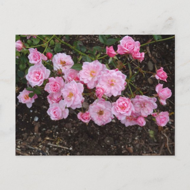 Jeanne LaJoie Rose #1 Carte postale (Devant)