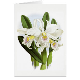 Jedem Anlass White Orchid Grußkarte