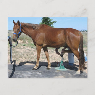 Jeder Anlass Horse Farrier Care - Western Postkarte