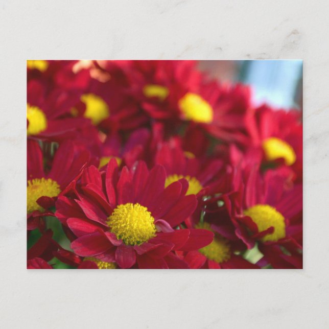 Jeder hat eine Mama Postkarte (Vorderseite)