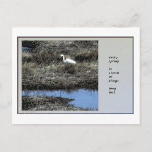 Jedes Frühjahr Haiku Postkarte