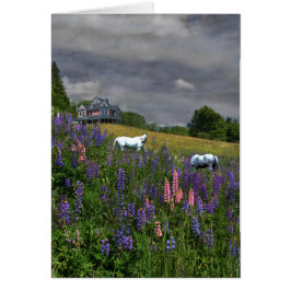 Jefferson Lupine Mindscape