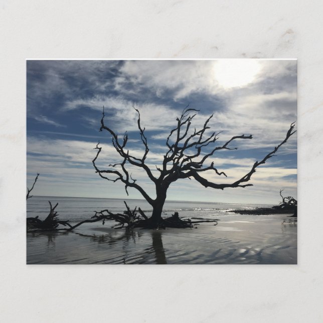 Jekyll Island Georgia Postkarte (Vorderseite)