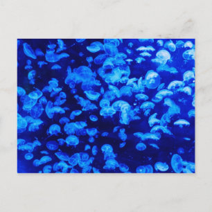 Jelly Blue Fish Postkarte