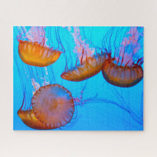 Jelly Fish