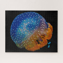 Jelly Fish