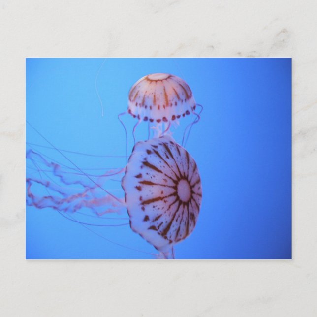 Jelly Fish - Monterey Bay, CA Postkarte (Vorderseite)