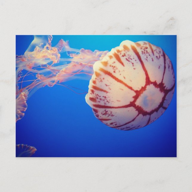Jelly Fish Post Card Postkarte (Vorderseite)