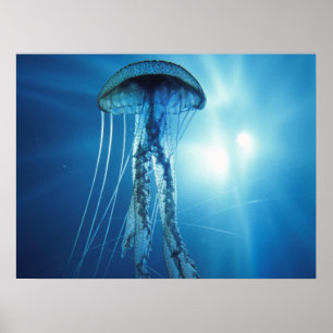 Jelly Fish Poster
