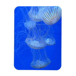 JELLYFISH BLUE OCEAN AQUATIC LIFE FOTOGRAFIE MAGNET