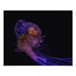 Jellyfish Dance Partners Fotodruck