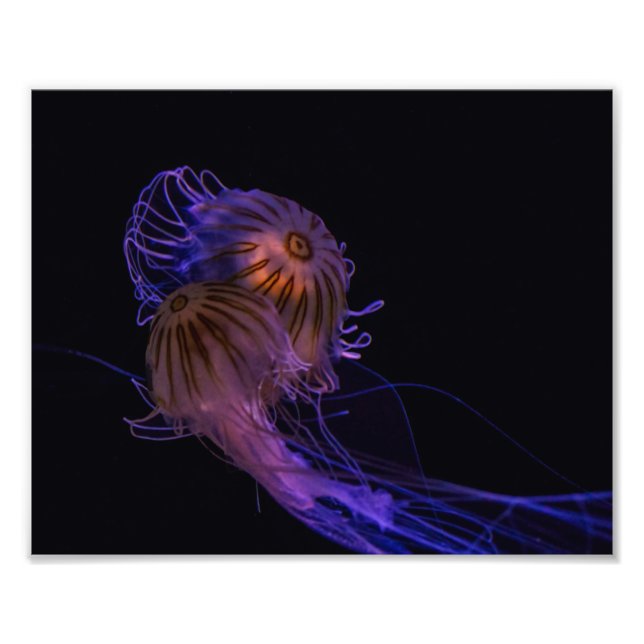 Jellyfish Dance Partners Fotodruck (Vorne)