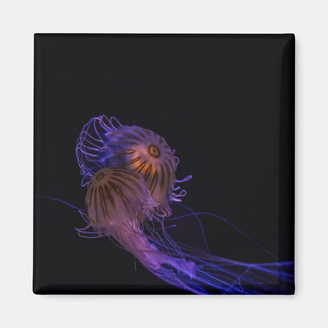 Jellyfish Dance Partners Magnet (Vorne)