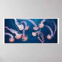 Jellyfish Jam by Paul Jackson, aws, nws
