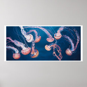 Jellyfish Jam by Paul Jackson, aws, nws Poster