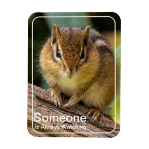 Jemand beobachtet Chipmunk Magnet
