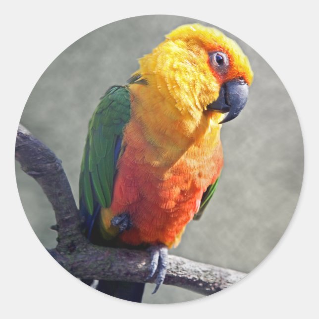 Jenday Conure Aufkleber (Vorderseite)
