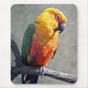Jenday Conure Mousemat Mousepad