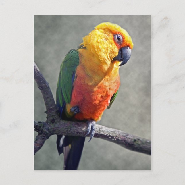 Jenday Conure Postcard Postkarte (Vorderseite)