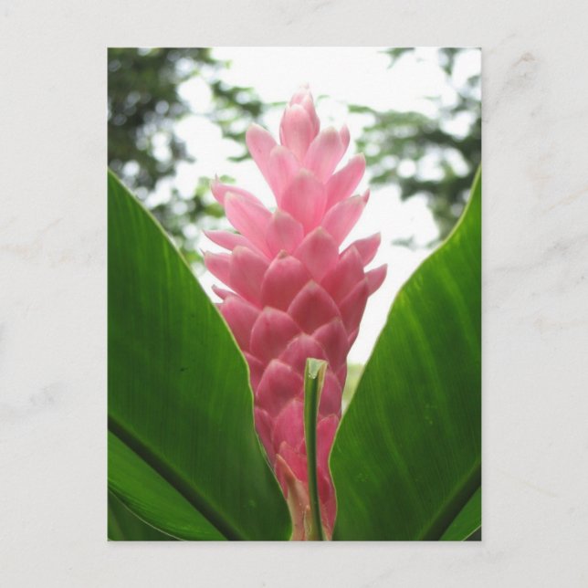 Jengibre rosado (rosa Ingwer) Postkarte (Vorderseite)