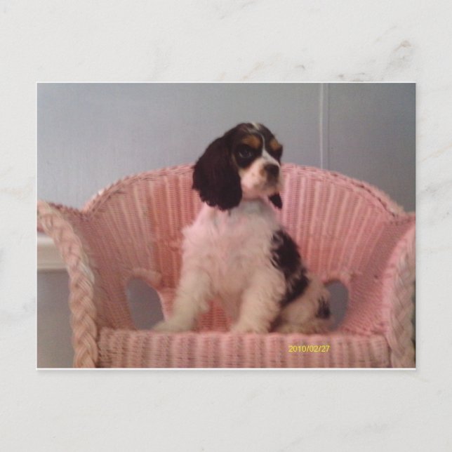 Jenna, der Hasenjunge Postkarte (Vorderseite)