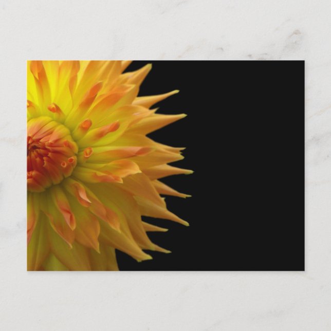Jennie auf der Black Postcard Postkarte (Vorderseite)