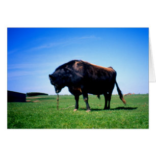 Jersey-Bulle in Jersey, Kanalinseln Karte