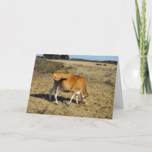 Jersey calf feiertagskarte